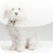 Dog Potty Training